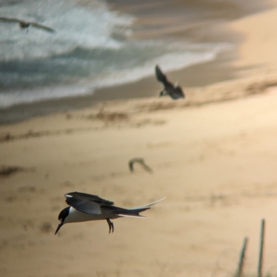 Onychoprion fuscatus (Sooty Tern) at Lord Howe Island - 21 Oct 2023 by Darcy