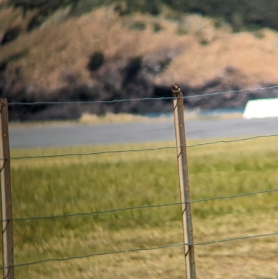 Hirundo neoxena (Welcome Swallow) at Lord Howe Island - 21 Oct 2023 by Darcy