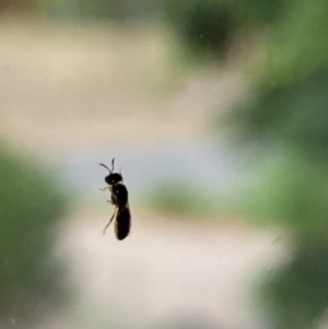 Euryglossinae (subfamily) at Aranda, ACT - 23 Nov 2023 10:58 AM