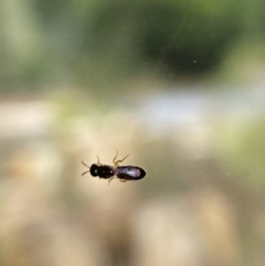 Euryglossinae (subfamily) at Aranda, ACT - 23 Nov 2023