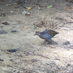 Gallirallus philippensis (Buff-banded Rail) at Lord Howe Island - 22 Oct 2023 by Darcy