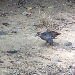 Gallirallus philippensis (Buff-banded Rail) at Lord Howe Island - 22 Oct 2023 by Darcy