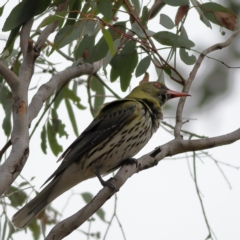 Oriolus sagittatus (Olive-backed Oriole) at Cook, ACT - 22 Nov 2023 by Trevor