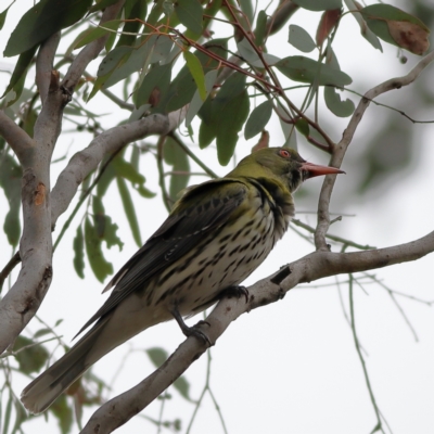 Oriolus sagittatus (Olive-backed Oriole) at Mount Painter - 22 Nov 2023 by Trevor