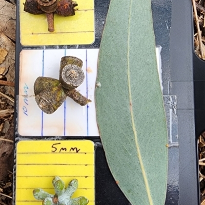 Eucalyptus goniocalyx subsp. goniocalyx (Long-leaved Box) at Farrer, ACT - 23 Nov 2023 by Steve818