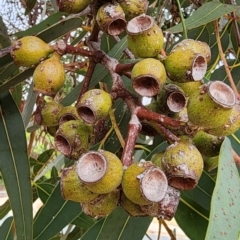 Corymbia eximia at Kambah, ACT - 21 Nov 2023