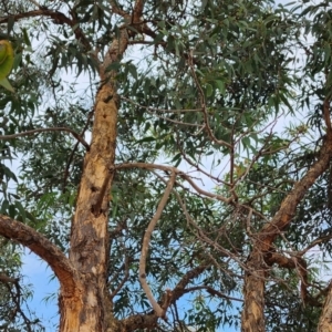 Corymbia eximia at Kambah, ACT - 21 Nov 2023