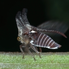 Ceraon vitta (Treehopper) at Majura, ACT - 30 Dec 2022 by jb2602