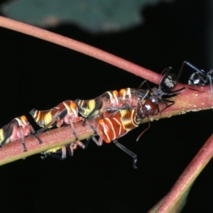 Eurymeloides pulchra at Mount Ainslie - 30 Dec 2022