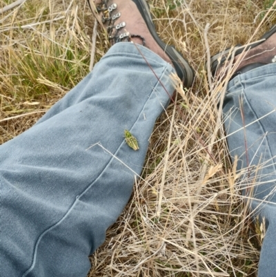 Perunga ochracea (Perunga grasshopper, Cross-dressing Grasshopper) at Jerrabomberra, ACT - 23 Nov 2023 by MilesKeighley2