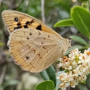 Heteronympha merope at QPRC LGA - 23 Nov 2023 12:05 PM