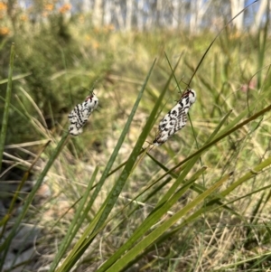 Ardices glatignyi at Namadgi National Park - 12 Nov 2023