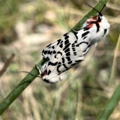 Ardices glatignyi at Namadgi National Park - 12 Nov 2023 09:21 AM