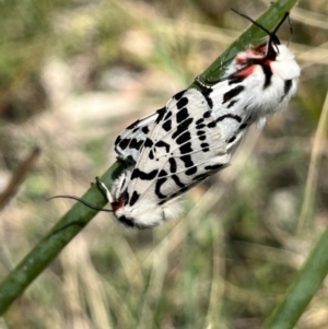 Ardices glatignyi at Namadgi National Park - 12 Nov 2023 09:21 AM