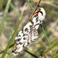 Ardices glatignyi at Namadgi National Park - 12 Nov 2023 09:21 AM