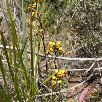 Diuris semilunulata (Late Leopard Orchid) at Namadgi National Park - 12 Nov 2023 by dgb900