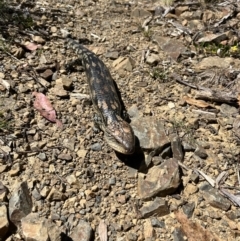 Tiliqua nigrolutea (Blotched Blue-tongue) at Cotter River, ACT - 11 Nov 2023 by dgb900