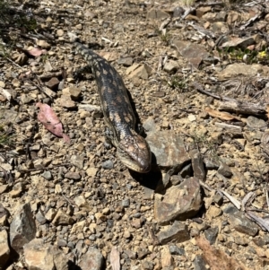 Tiliqua nigrolutea at Namadgi National Park - 12 Nov 2023 10:53 AM