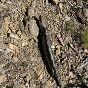 Tiliqua nigrolutea at Namadgi National Park - 12 Nov 2023 10:53 AM