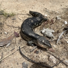 Tiliqua nigrolutea (Blotched Blue-tongue) at Namadgi National Park - 12 Nov 2023 by dgb900