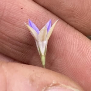 Wahlenbergia luteola at Campbell, ACT - 23 Nov 2023