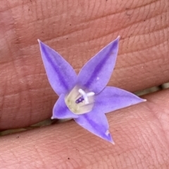 Wahlenbergia luteola at Campbell, ACT - 23 Nov 2023