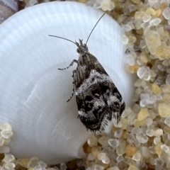 Tebenna micalis (Small Thistle Moth) at Nadgee Nature Reserve - 15 Nov 2023 by Pirom