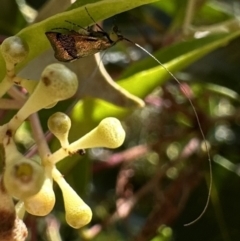 Nemophora laurella (A Fairy Moth) at Nadgee Nature Reserve - 19 Nov 2023 by Pirom