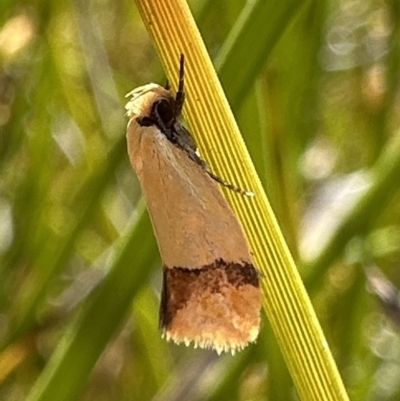 Coesyra phaeozona (A Concealer moth (Chezala Group)) at Nadgee Nature Reserve - 16 Nov 2023 by Pirom
