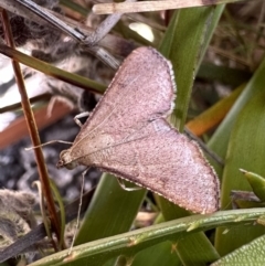 Endotricha ignealis (A Pyralid moth (Endotrichinae)) at Nadgee Nature Reserve - 17 Nov 2023 by Pirom