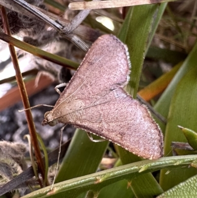 Endotricha ignealis (A Pyralid moth (Endotrichinae)) at Nadgee Nature Reserve - 17 Nov 2023 by Pirom