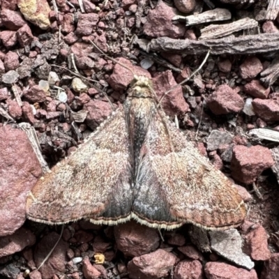 Endotricha ignealis (A Pyralid moth (Endotrichinae)) at Nadgee Nature Reserve - 21 Nov 2023 by Pirom