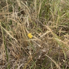 Chrysocephalum apiculatum (Common Everlasting) at Campbell, ACT - 22 Nov 2023 by SilkeSma