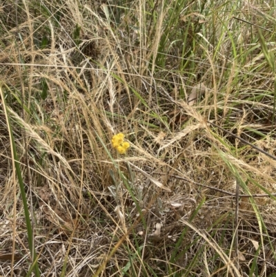 Chrysocephalum apiculatum (Common Everlasting) at Campbell, ACT - 23 Nov 2023 by SilkeSma