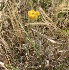 Chrysocephalum apiculatum at Campbell, ACT - 23 Nov 2023