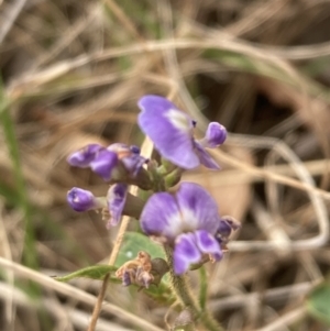 Glycine tabacina at Campbell, ACT - 23 Nov 2023 10:25 AM