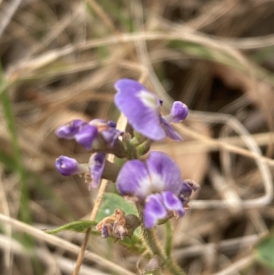 Glycine tabacina (Variable Glycine) at Campbell, ACT - 22 Nov 2023 by SilkeSma