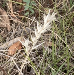 Rytidosperma sp. (Wallaby Grass) at Campbell, ACT - 23 Nov 2023 by SilkeSma