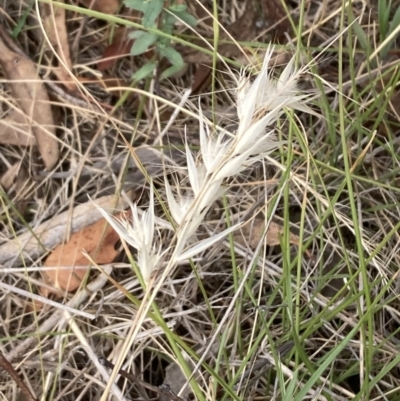 Rytidosperma sp. (Wallaby Grass) at Campbell, ACT - 23 Nov 2023 by SilkeSma