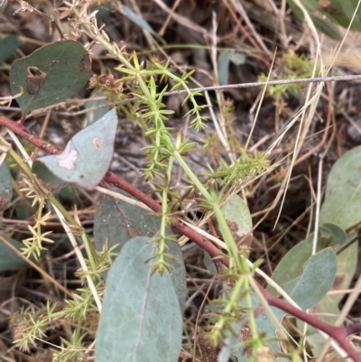Asperula conferta (Common Woodruff) at Campbell, ACT - 23 Nov 2023 by SilkeSma