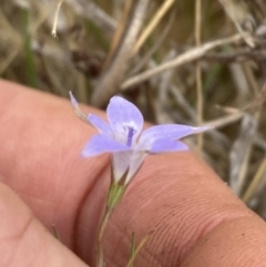 Wahlenbergia capillaris (Tufted Bluebell) at Campbell, ACT - 23 Nov 2023 by SilkeSma