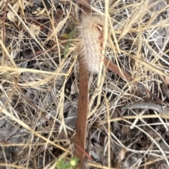 Anthelidae (family) (Unidentified Anthelid moth or Australian woolly bear) at Higgins Woodland - 23 Nov 2023 by Jillw
