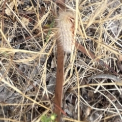 Anthelidae sp. (family) (Unidentified anthelid moth or Australian woolly bear) at Higgins Woodland - 23 Nov 2023 by Jillw