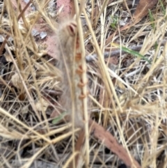 Anthelidae sp. (family) at Higgins Woodland - 23 Nov 2023