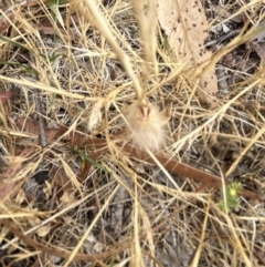 Anthelidae sp. (family) at Higgins Woodland - 23 Nov 2023