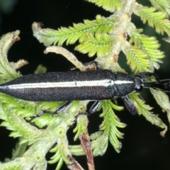 Rhinotia suturalis (Belid weevil) at Mount Ainslie - 30 Dec 2022 by jb2602