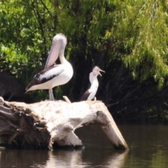 Phalacrocorax varius (Pied Cormorant) at Jerrabomberra Wetlands - 22 Nov 2023 by RodDeb