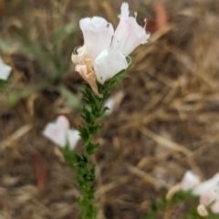 Echium plantagineum (Paterson's Curse) at The Pinnacle - 22 Nov 2023 by CattleDog