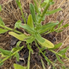 Echium plantagineum at The Pinnacle - 23 Nov 2023