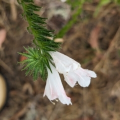 Echium plantagineum at The Pinnacle - 23 Nov 2023